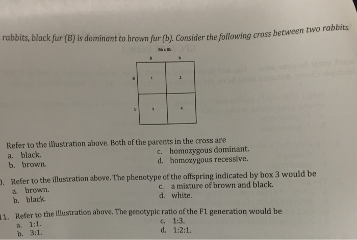 Solved rabbits, black fur (B) is (b) the following cross | Chegg.com