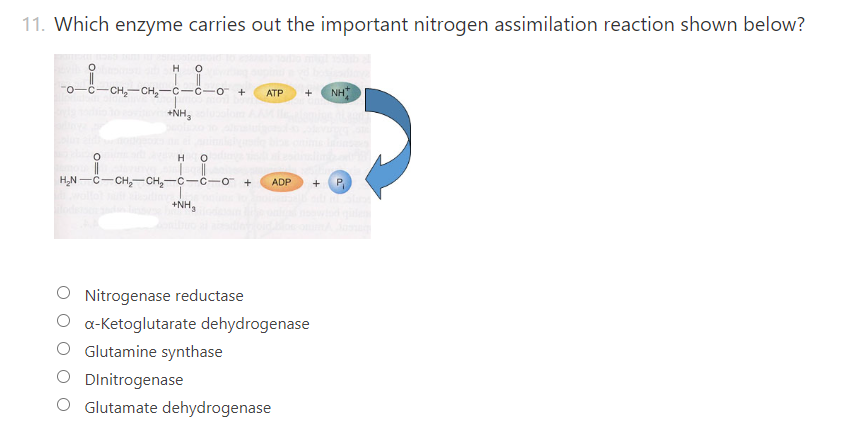 Solved Which enzyme carries out the important nitrogen | Chegg.com