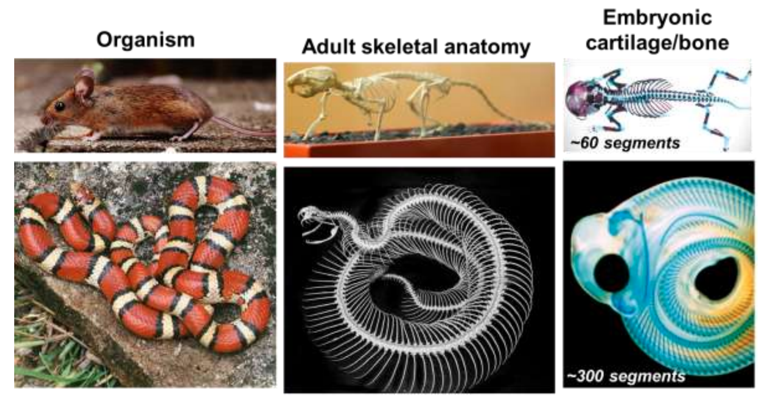 Solved Think about how many segments a snake has compared to | Chegg.com