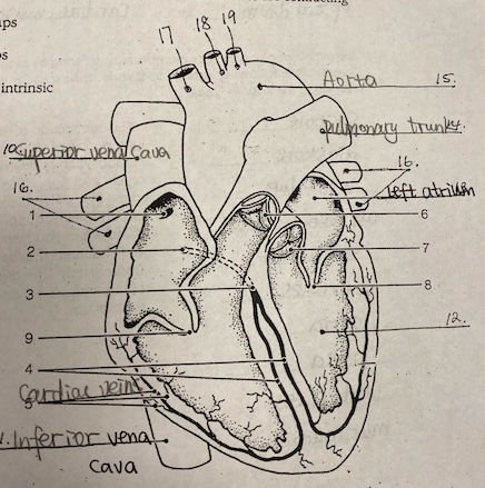 Solved -ps 17 18 19 intrinsic Aorta 15. aRlponary trunkkt. | Chegg.com