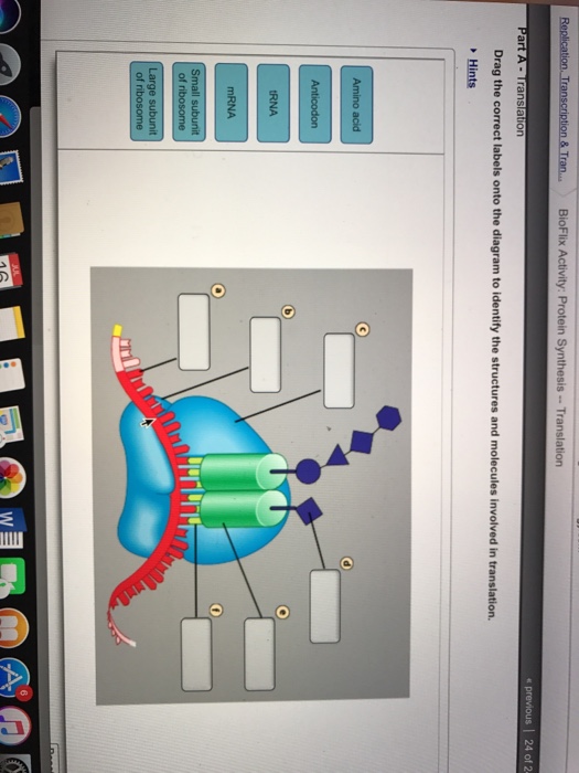 Solved Drag The Correct Labels Onto The Diagram To Identify