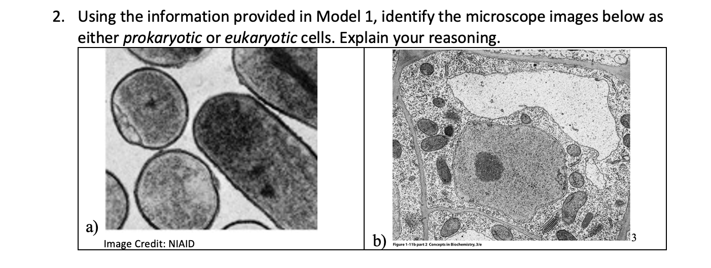 eukaryotic cells microscope