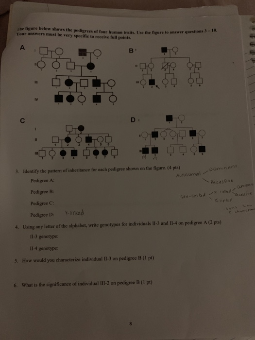 Solved he figure below shows the pedigrees of four human | Chegg.com