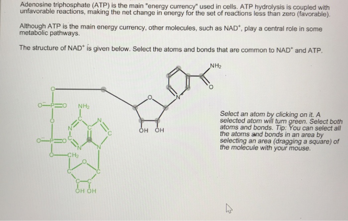 Why Is Atp Such A Good Energy Currency For The Cell Wasfa Blog