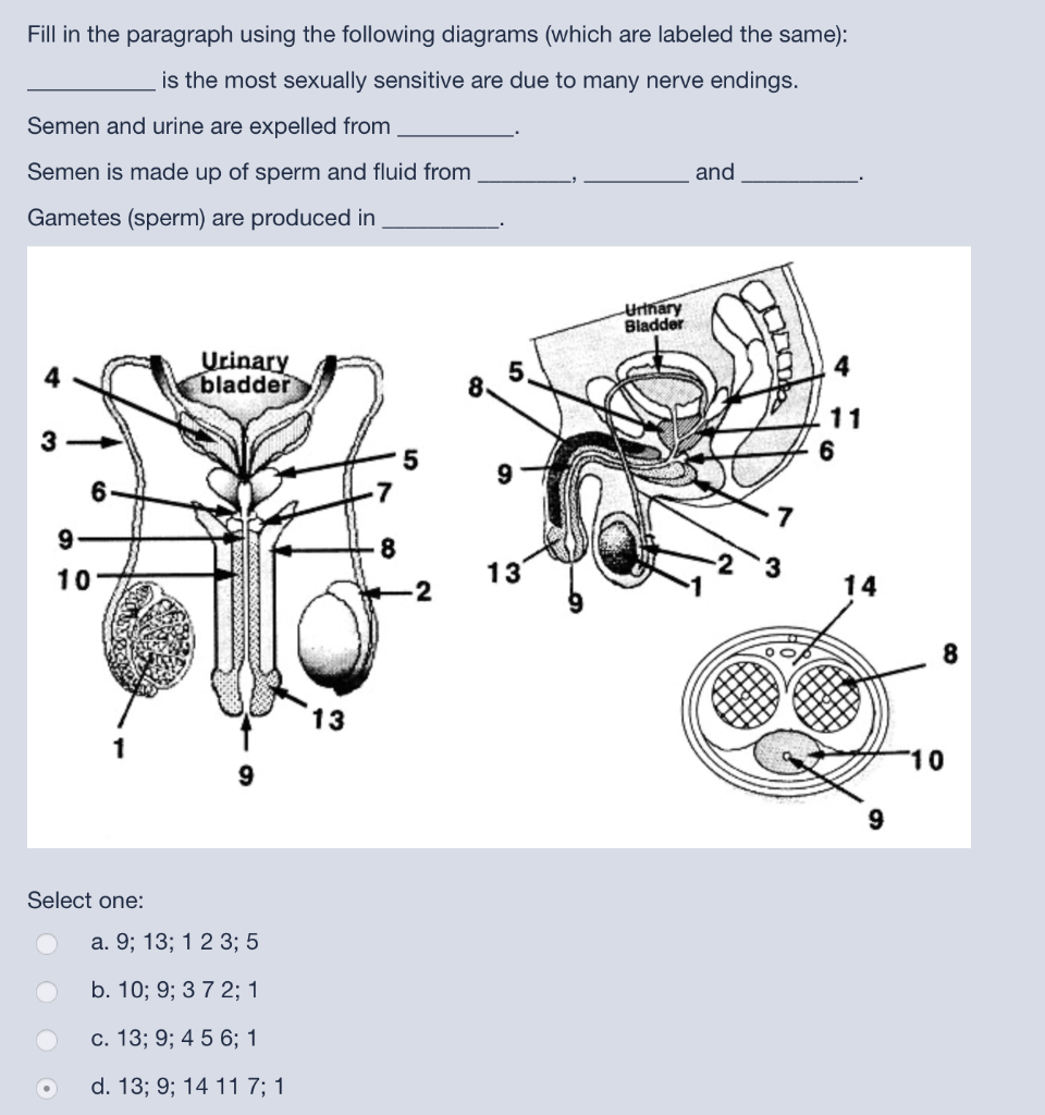 Solved Fill In The Paragraph Using The Following Diagrams