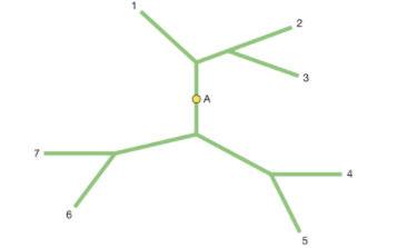 This unrooted tree shows the evolutionary | Chegg.com