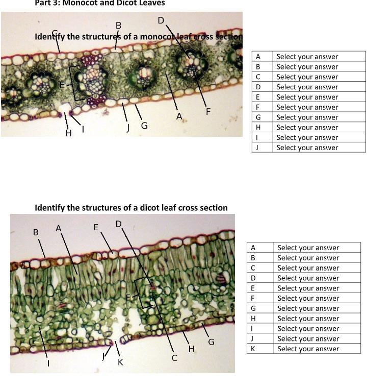 cross section of dicot leaf