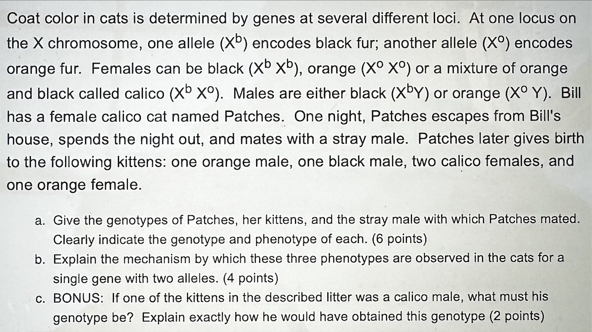 Solved Coat color in cats is determined by genes at several