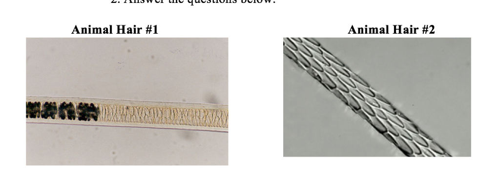 solved-question-8-describe-the-medulla-pattern-chegg