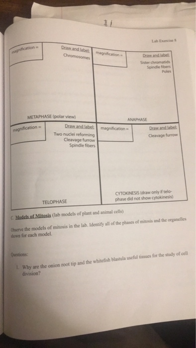 Solved Cell Division Lab Review The Lecture Information On Chegg Com