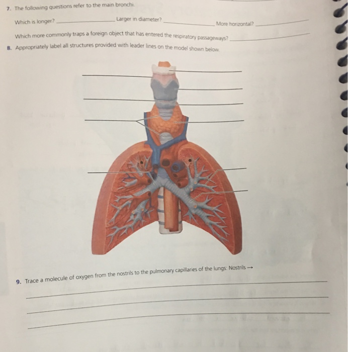 Solved The following questions refer to the main bronchi | Chegg.com