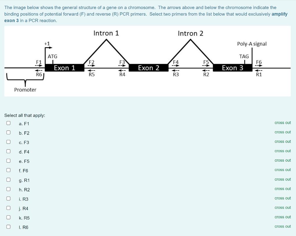 Solved The image below shows the general structure of a gene | Chegg.com