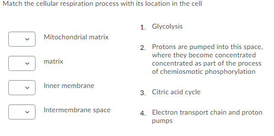 Solved Match the cellular respiration process with its | Chegg.com