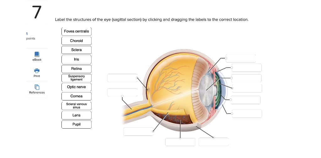 Solved 7 Label the structures of the eye (sagittal section) | Chegg.com