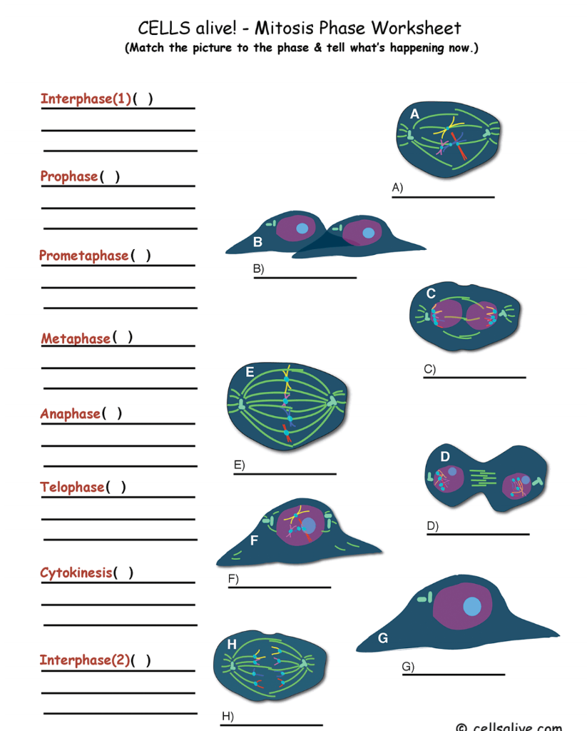 Solved CELLS alive! Mitosis Phase Worksheet (Match the