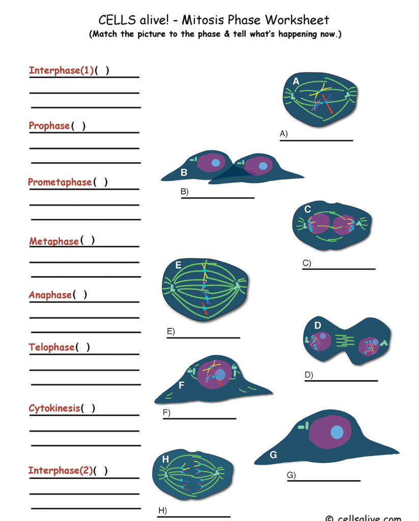 Solved CELLS  alive! - Mitosis Phase Worksheet (Match the  Chegg.com Regarding Cells  Alive Worksheet Answer Key