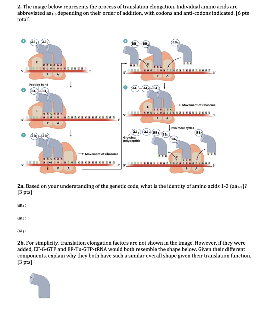 Solved 2. The image below represents the process of | Chegg.com