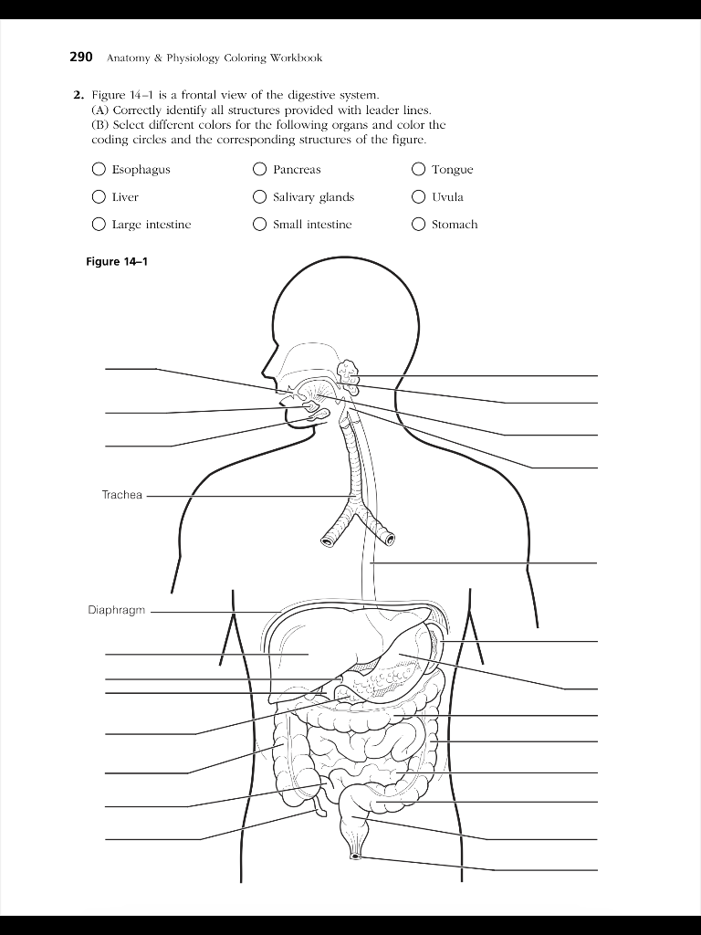 anatomy and physiology coloring workbook answers chapter 2