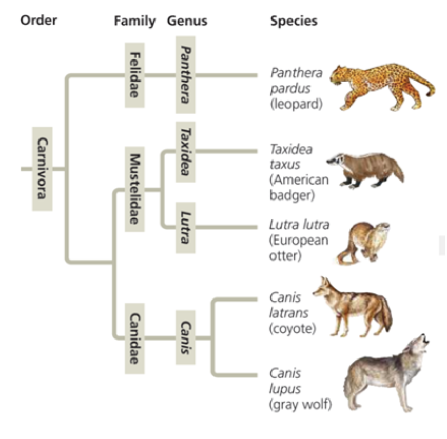 Solved 1. Draw A Phylogenetic Tree, And Label The Parts. 