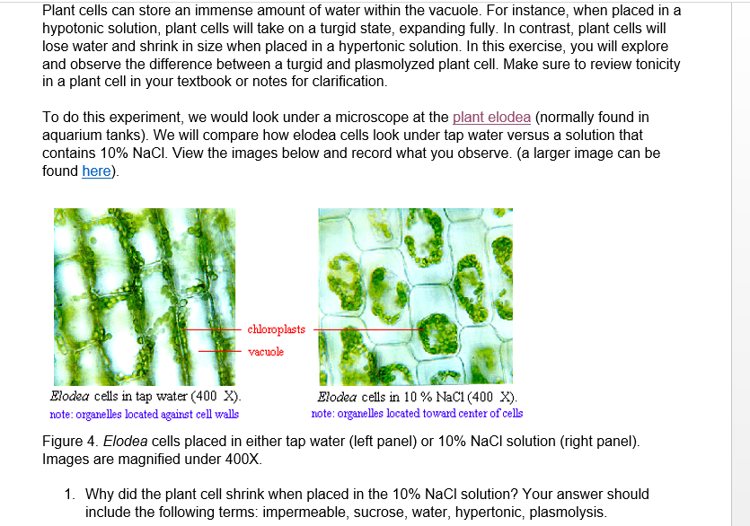 elodea cells under a microscope