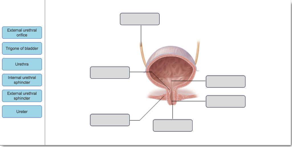 Solved External urethral orifice Trigone of bladder Urethra | Chegg.com