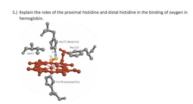 Solved 5.) Explain the roles of the proximal histidine and | Chegg.com