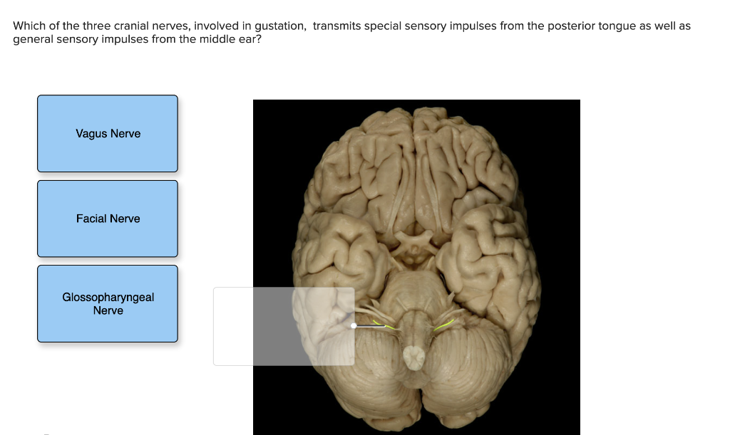 Which of the three cranial nerves, involved in gustation, transmits special sensory impulses from the posterior tongue as wel