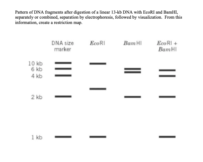 Solved Pattern of DNA fragments after digestion of a linear | Chegg.com