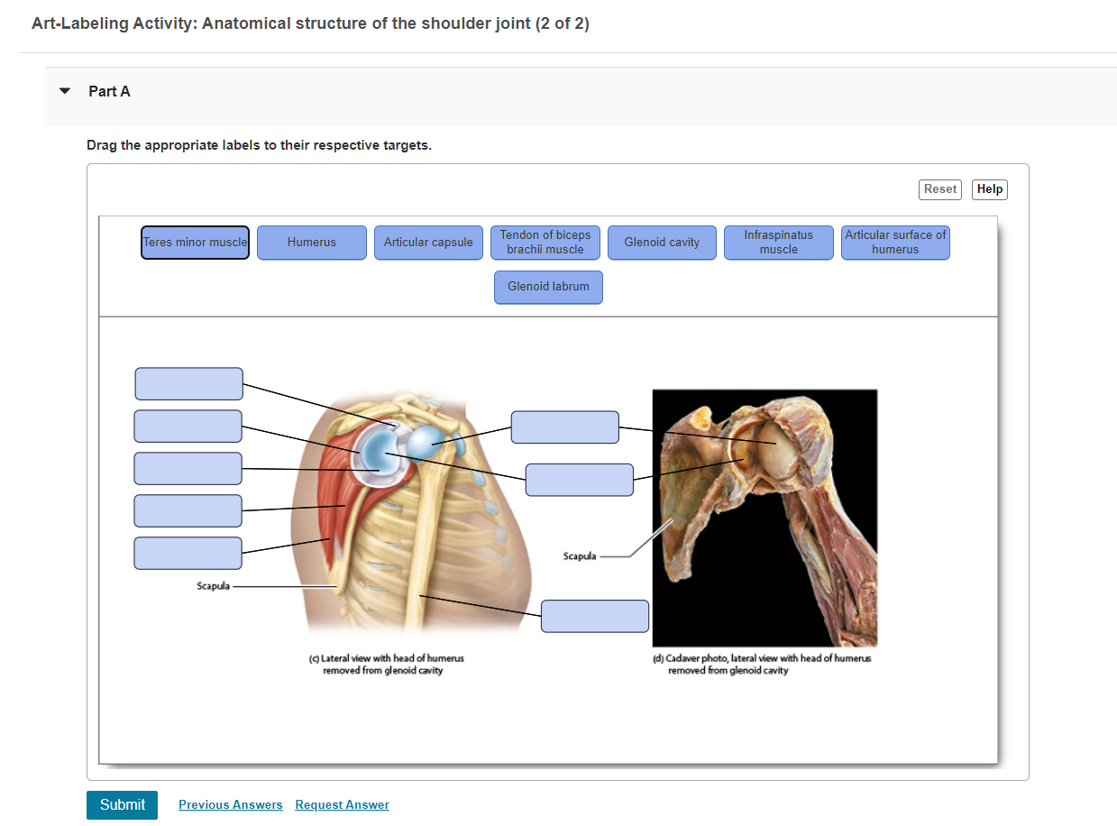 Solved Art-Labeling Activity: Anatomical structure of the | Chegg.com