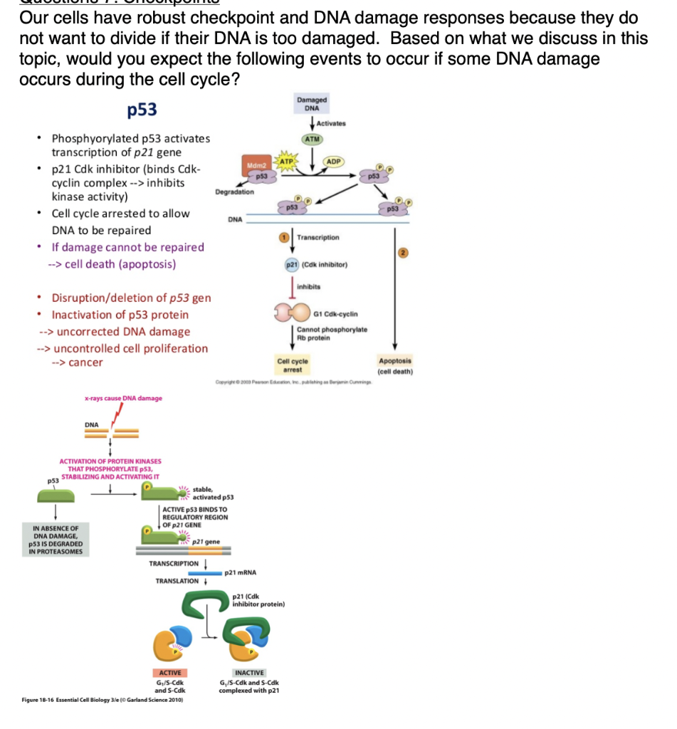 Solved Our cells have robust checkpoint and DNA damage Biology Diagrams