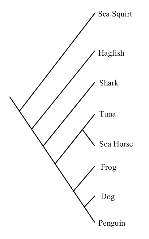 solved-which-pairs-of-extant-species-are-most-closely-chegg