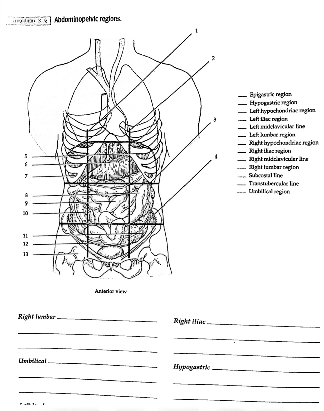 Solved - Epigastric region - Hypogastric region - Left | Chegg.com