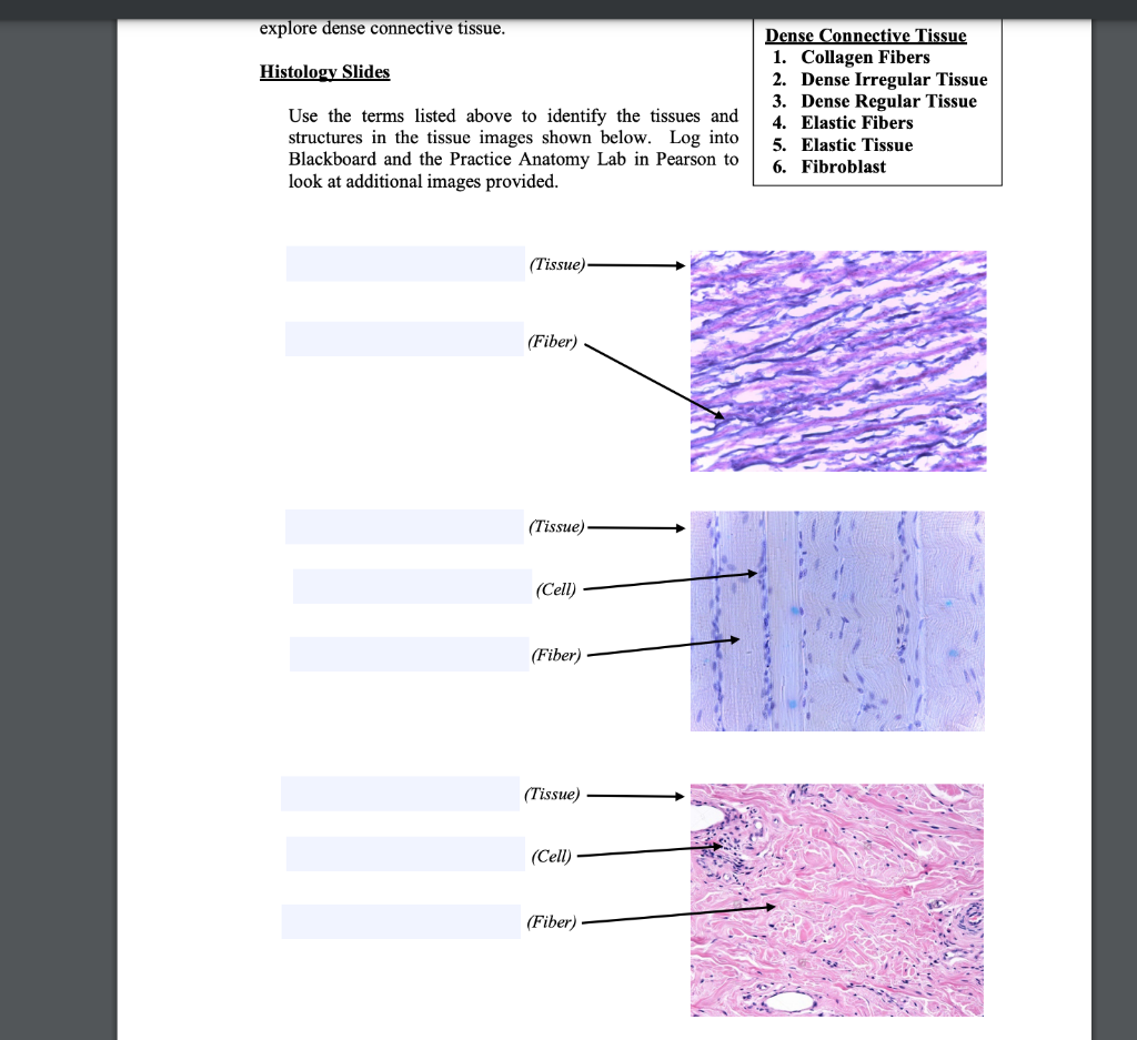 loose connective tissue slide