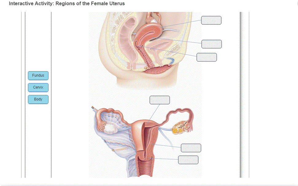 why is the reproductive system important