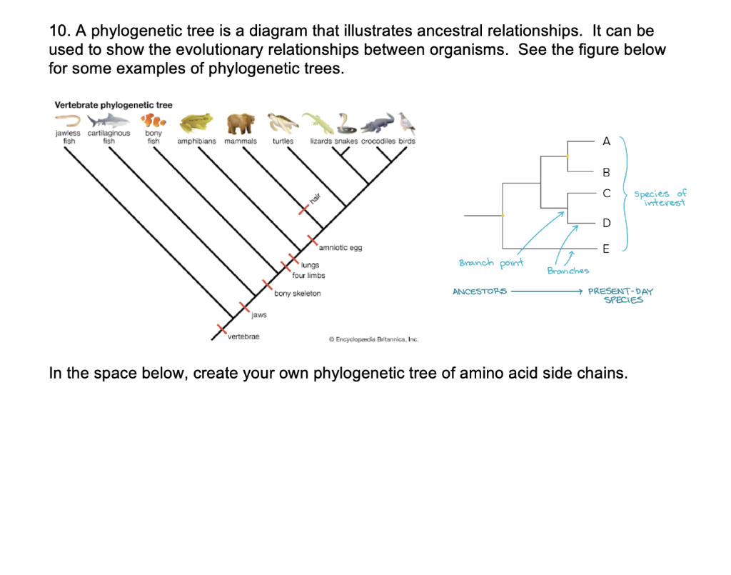 what are the parts of a phylogenetic tree