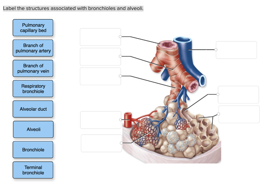 pulmonary capillaries and alveoli