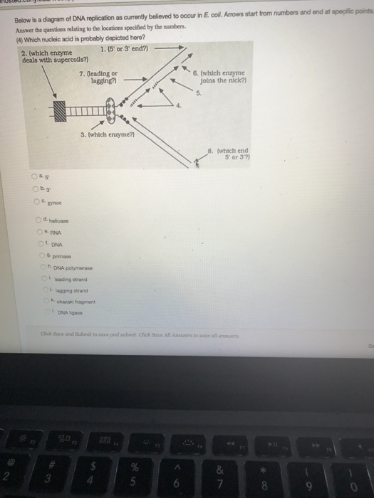 Solved Below is a diagram of DNA replication as currently | Chegg.com