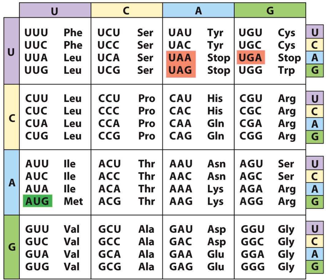 Solved Leucine is a nonpolar amino acid. The codon CUU codes | Chegg.com