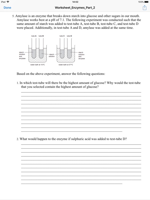 solved-14-02-worksheet-enzymes-part-2-5-amylase-is-an-chegg