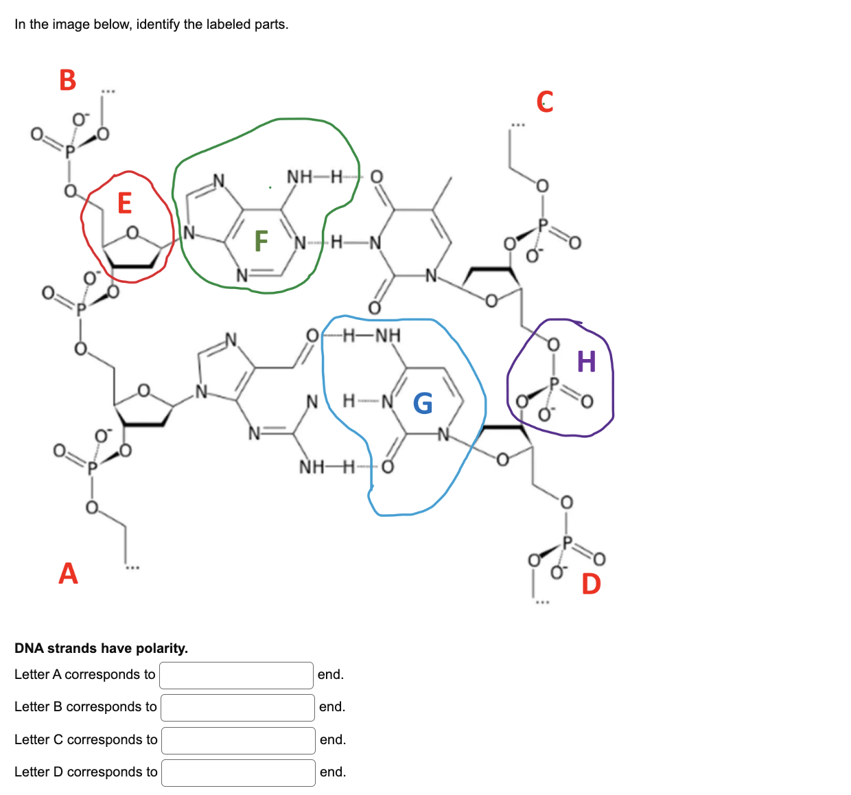 In the image below, identify the labeled parts. DNA | Chegg.com
