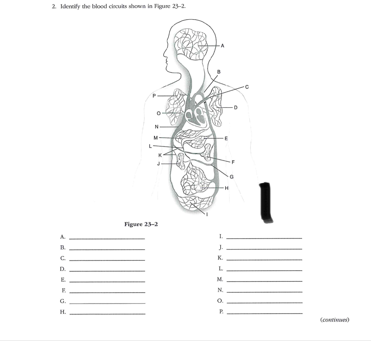 Solved 1. Identify the parts of the capillary bed shown in