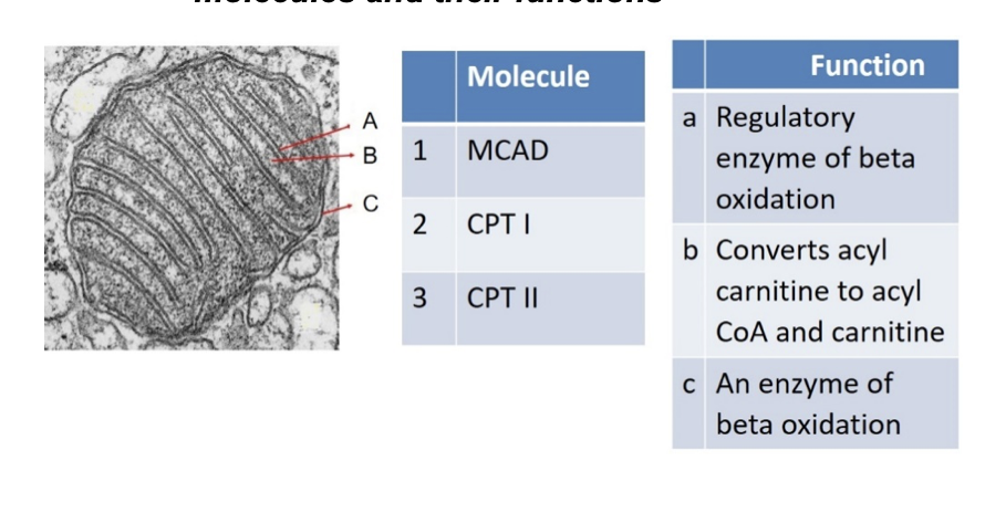 Solved Match the labelled structures (A, B and C) with the | Chegg.com