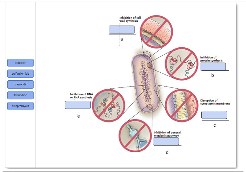 Solved Inhibition of cell wall synthesis a Inhibition of | Chegg.com