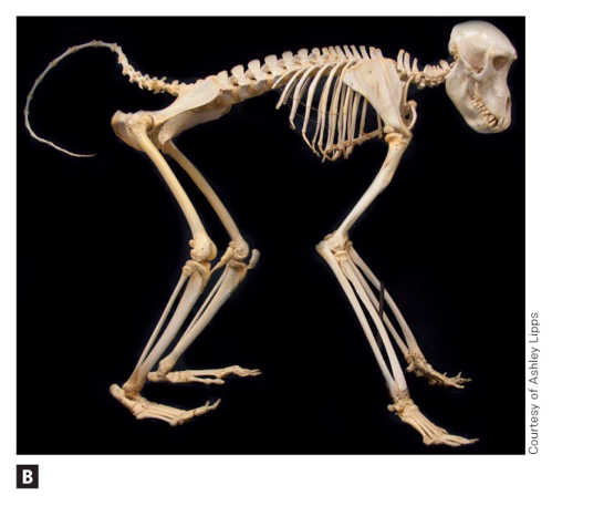 Solved Describe the tail of mystery primate B. Short | Chegg.com
