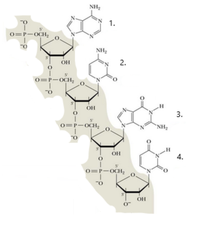 Solved A.) Identify the nucleotides shown as part of this | Chegg.com