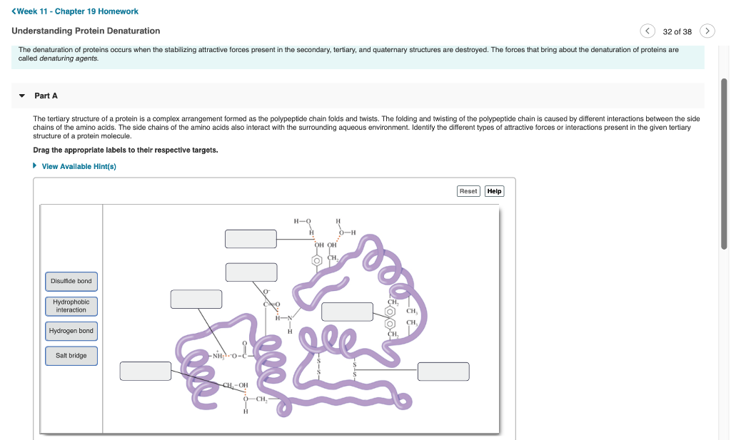 Solved The denaturation of proteins occurs when the