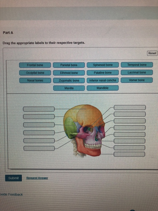 Solved Artlabeling activity external view of the skull