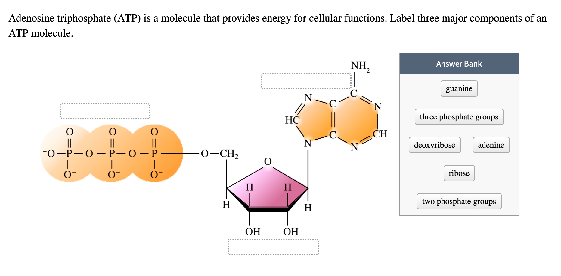 What Does Ine Mean In Adenosine