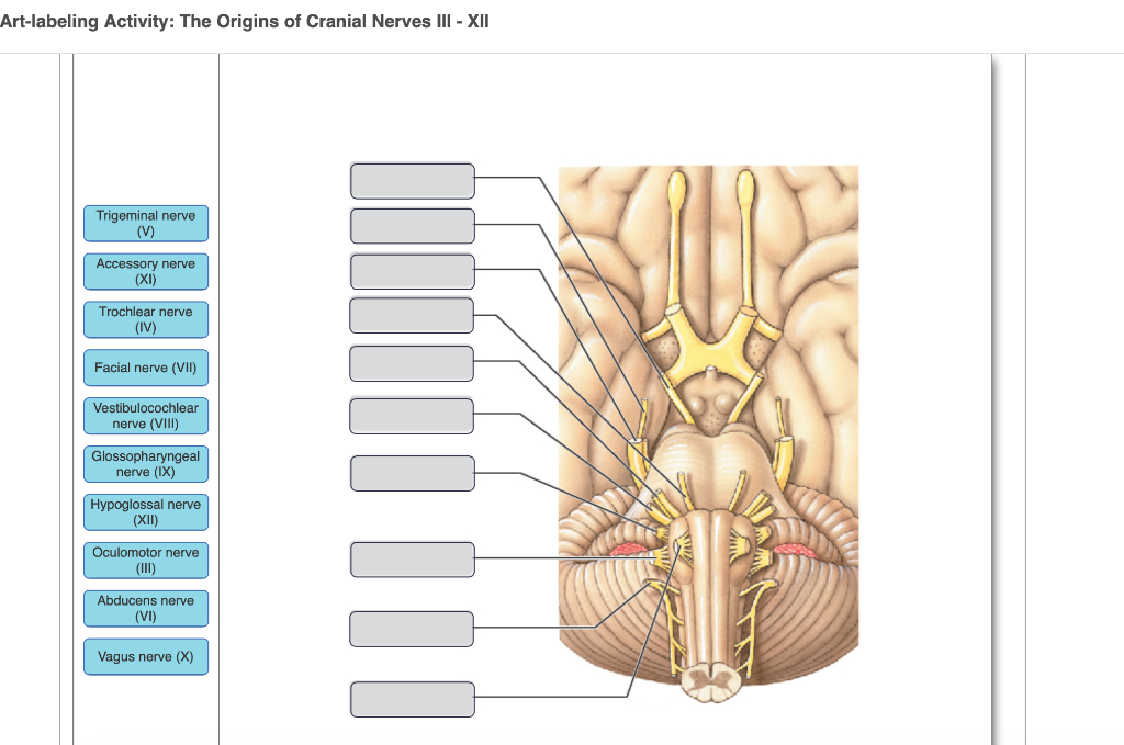 Art-labeling Activity: Skull Openings for the Cranial | Chegg.com