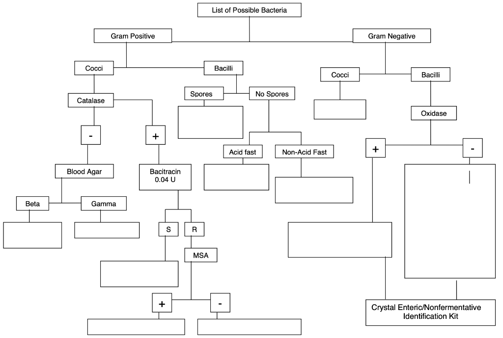 Solved Microbiology Complete The Flow Chart For The Iden Chegg Com